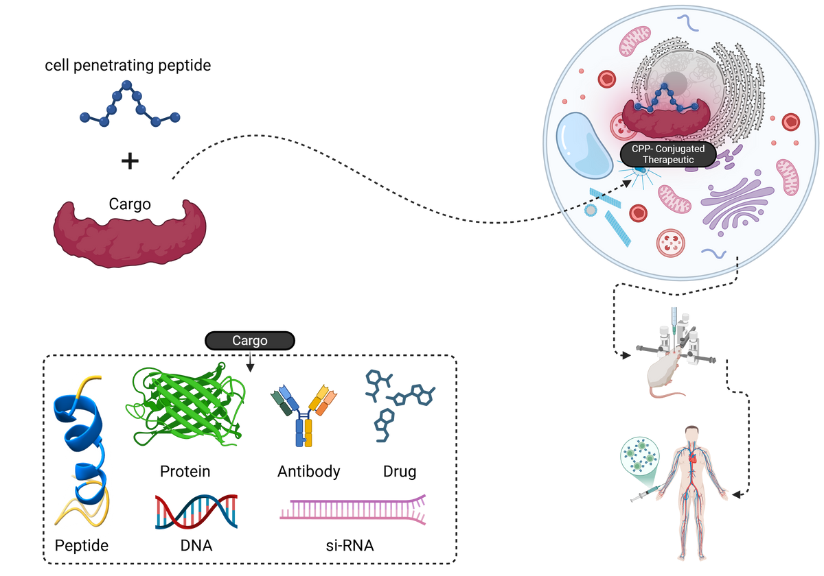 Schematic: a cell-penetrating peptide conjugated to cargo (peptide, protein, antibody, drug, DNA or siRNA) entering a cell and progressing to animal and human application